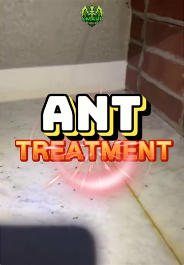 Pest Control Services in New York & New Jersey