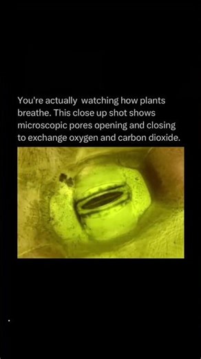 This Is How Plants Actually Breathe 🤯