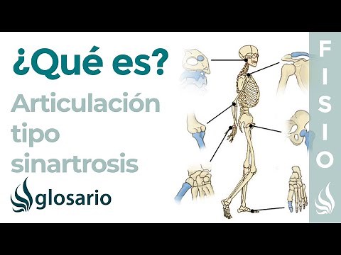 Articulación SINARTROSIS | Qué es, etimología, ubicación y función