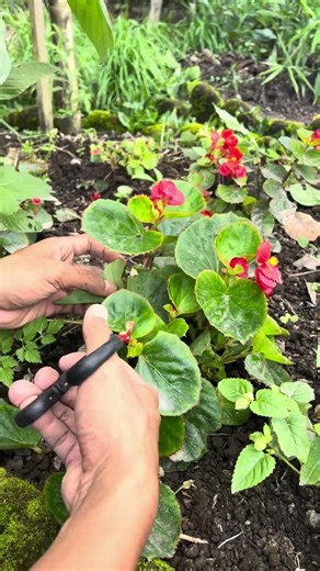 Begonias: The Living Art You’re Probably Overwatering💧#farming #gardening #herbalism #permaculture