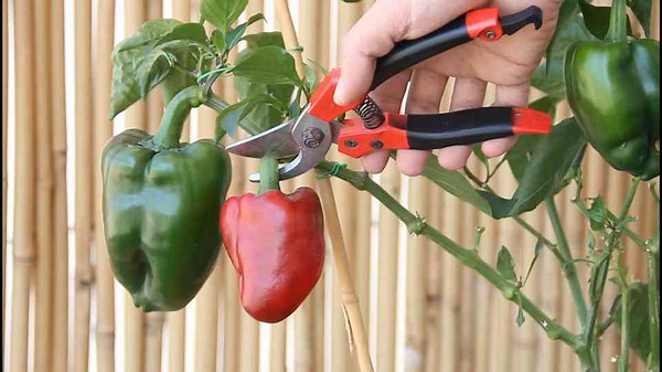 How to grow big, juicy bell peppers in small balcony spaces