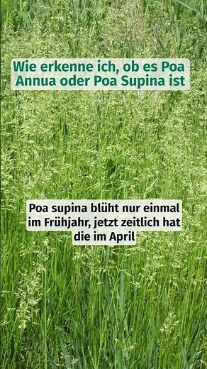Wie erkennt man Poa annua und Poa supina?🌱#ungras #gras #rasen #poaannua #poasupina #gardening #lawn