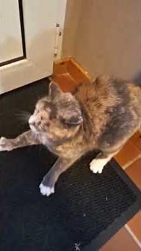 Funny cats #cat #scared #fail #fyp #funnymoments