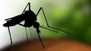 New report shows mosquito season is getting longer in the DMV
