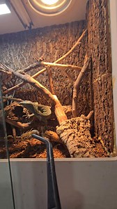 This quick video shows why I put a lot of effort into getting all of my animals comfortable tong feeding. Relocating them is 1000x easier this way. Instead of chasing them around the enclosure with a gloved hand, stressing them out, they are moved before they even know whats happened this way. Only variable is sometimes i move them to another room, but this still helps reduce stress a lot, which translates to them settling in much faster. I get a lot of dms from people that have these monitors g