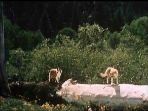 Lassie - Episode #387 - "Sudden Fury" - Season 12, Ep. 2 - 09/19/1965