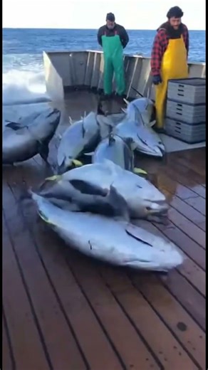 Yellowfin Tuna Storm Turns Deck Into Chaos 🌊