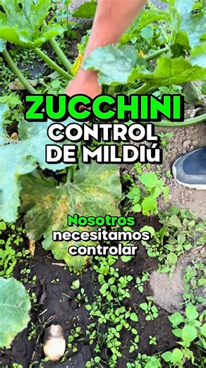 🥒🍃 Zucchini: control de mildiu#IngeNan nuestro experto nos asesora 👨‍🌾✨👉 El mildiu aparece como manchas amarillas y moho en el envés de las hojas ⚠️.👉 Mejora ventilación 🌬️ y evita exceso de humedad 💧🚫.👉 Aplica preventivos orgánicos como extracto de ajo o cola de caballo 🌱.✅ Con un buen manejo, tu cultivo de zucchini se mantendrá sano y productivo 🚜🌞📍#riobamba_chimborazo_ecuador#plantas #ecuador🇪🇨🇪🇨 #agricultura🚜🌱 #agroverdeec #agronomia🌱 #zucchini #organico #tips | Grupo Ag