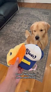319K views · 14K reactions | Kevin went on a fun adventure this morning to his favorite dog store. But first, he had to choose his hat and go for a walk. Of course, he chose the duck hat! We took a drive along the water and stopped to get coffee before he went into the store. He loved greeting all the guests that walked in and he received plenty of snacks. Kevin ended his day with a swim with his baby brother Jeffrey. | agoldennamedkevin | Facebook