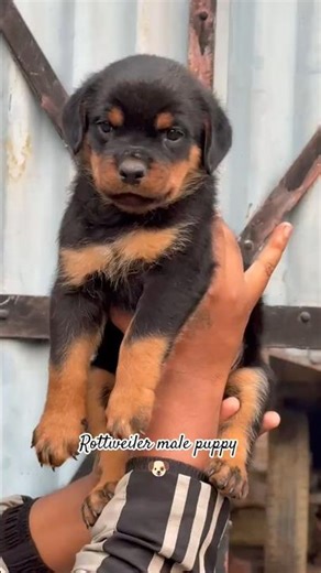 Rottweiler Male Puppy 🐶 Powerful & Cute Puppy #shorts