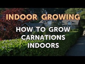 How to Grow Carnations Indoors