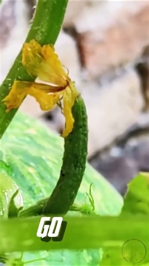 Building the Ultimate Cucumber Soil: Watch This Space Transform! #garden