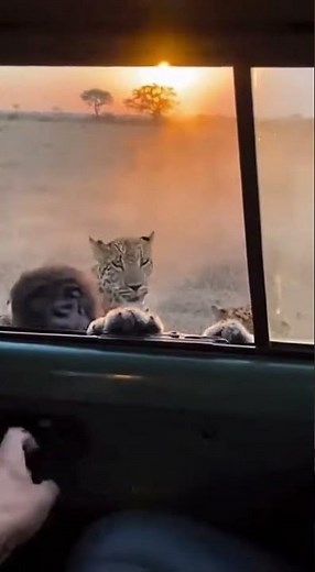 Man vs Wild: Human Saves Baby Gorilla From 12 Hunting Leopards — UNREAL Moment!