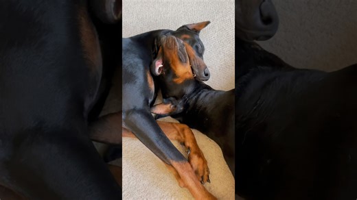 A playful Doberman tries swallowing several of his siblings' heads