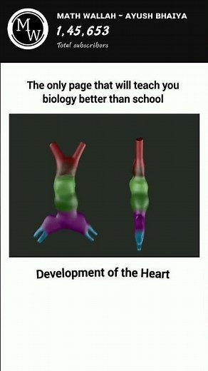 How Your Heart Was Built (In The Womb)