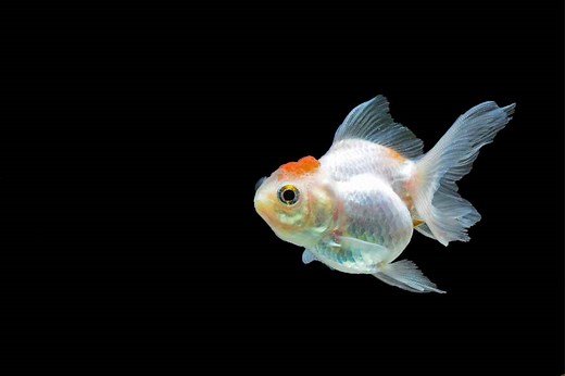 Goldfish White Fungus: Causes, Signs & Treatment - AquariumPub