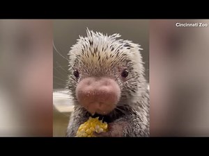 Porcupine munches on corn at Cincinnati Zoo