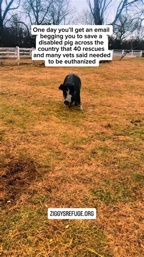 Ziggys Refuge on Instagram: "THE DAY WE NEVER THOUGHT WE’D NEVER SEE!!!!! Happy 6th birthday Hannah!! Hannah Montana is just one of more than 150 beautiful babies who have lived with us permanently, majority living with disabilities. These are animals we were told again and again should be euthanized rather than being rescued. Instead, we chose to fight for them, and we are so incredibly proud of the work we do. Just imagine the world if Hannah hadn’t been part of it. She wouldn’t be here today