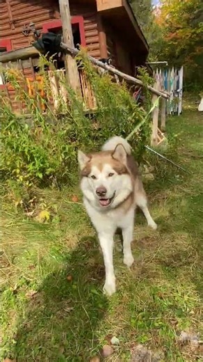 Alaskan Malamute Greeting The Best Reminder That You Are Loved #malamutelovers