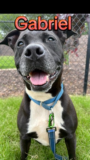 😂Our shelter dogs and their problems😂 No matter what, we love them anyway, and you will too! Come meet a new friend today!! All dogs featured are available for adoption. #Andersoncountypaws #andersoncountysc #adopt #foster #rescue #donate #volunteer #adoptdontshop #fosteringsaveslives #rescueismyfavoritebreed #fyp To foster or adopt: Email pawsrescue@andersoncountysc.org Open: Mon/Tues/Thur/ Fri/Sat 12-5pm. | Anderson County PAWS