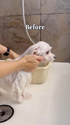 I’m not fat, I’m fluffy! 😚 #maltese #imperfect #imfit #beforeandafter #beforeafter #foryou #fluffydog #fyp #dogsofinstagram #dogsoffacebook | Maltese Angels - A-Rod and Bailey