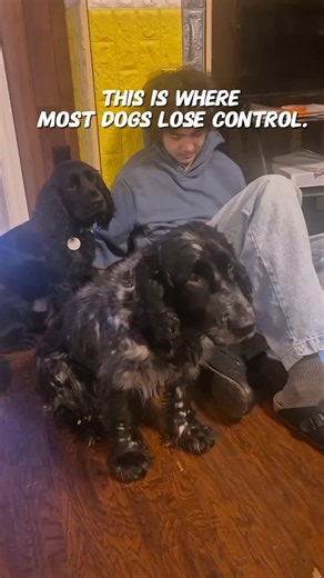 Russian Spaniel Breeder • Canada on Instagram: "This is what calm looks like in a family dog. High stimulation. Constant touch. No excitement. No begging. No reaction. We don’t train commands — we train emotional states. This is how Russian Spaniels learn to stay calm around kids at home. Save this. Next: how we build this tolerance."