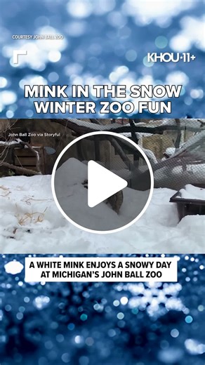 Watch curious mink play in the snow - NewsBreak