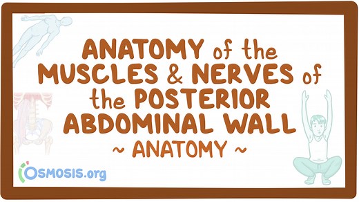 Anatomy of the muscles and nerves of the posterior abdominal wall: Video, Causes, & Meaning | Osmosis
