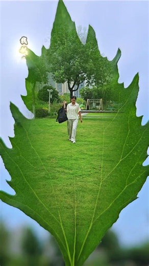 How is a video of a person walking among leaves filmed? Even beginners