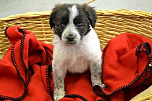 Adoptable Pets: Cavalier King Charles Spaniel Needs a Home