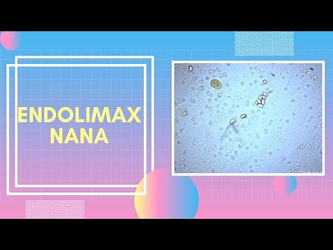 ENDOLIMAX NANA