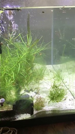 Fish tank time-lapse
