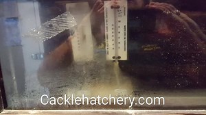 2.5K views · 29 reactions | Fixing a waterfowl incubator | Cackle Hatchery | Facebook