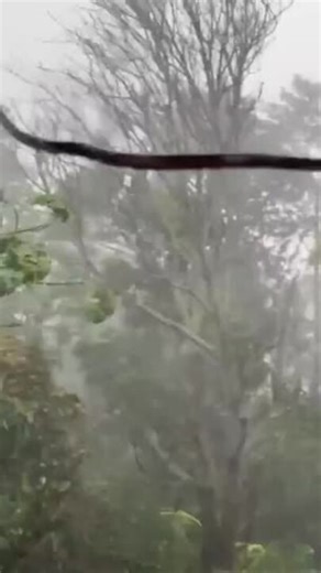 Tree ‘Snaps’ as Branches Blow Erratically in Wind Gusts