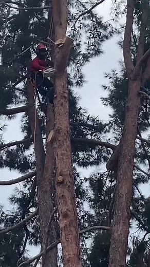The Tree Clique (@lopeztree)’s videos with suono originale - 💫Trick Trock💫