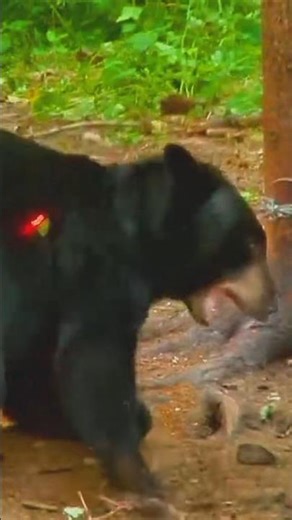 bear hunting #bear #bearhunting #hunting #boarhunting