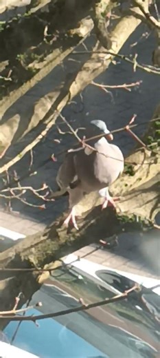 Wood Pigeon on the Maple tree!