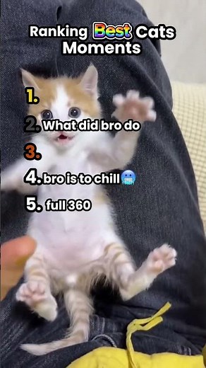 Ranking Best Cats With Moments