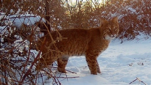 URI’s statewide bobcat project passes 1,000 sightings this winter