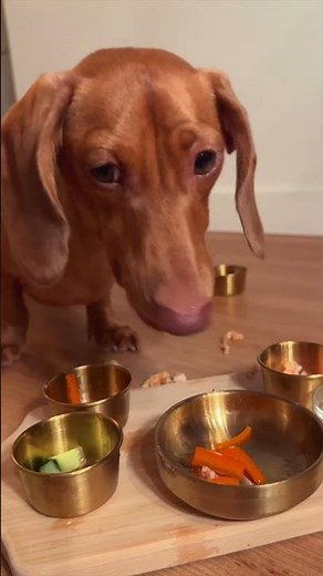 Korean BBQ for my dog