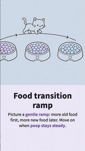 Cat Food Transition Ramp: Avoid Diarrhea From Sudden Food Swaps