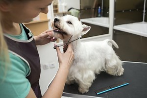 Pet Grooming Services Courses | Box Hill Institute