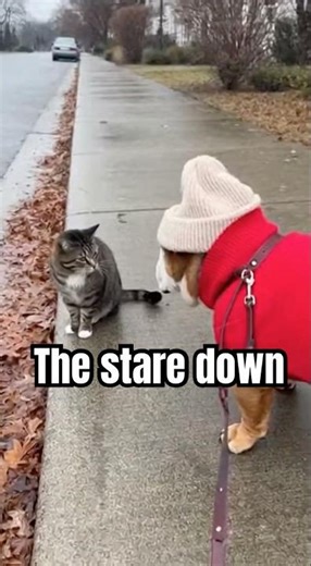 Dog Thought He Could Bully the Cat 😳🐶🐱| dog and cat standoff, funny dog cat video, cat not scared