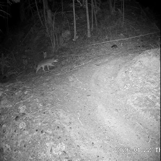 Coyotes. 1/22/2026. #wildlife #wildernessseason #wildernesswanderer #coyote
