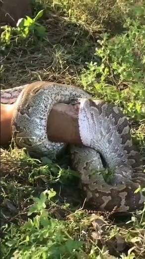 Python Swallowing Buck Whole #africa #python #prey #predator #hunting #dyk #shorts