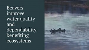 Wolves and beavers are inextricably linked. Wolves help maintain healthy and balanced ecosystems by keeping ungulate populations in check. As beavers flourish, our natural waterways begin to run smoothly, restoring flora and fauna to full health. Change.org/protectbeavers! | Howling For Wolves