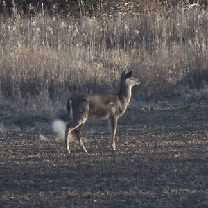 8 Back To Back Doe Kills! 💥 #DeerHunting #DeerSeason #Hunting #Whitetail #Hunt #Deer #Hunter #DoePatrol #DoeHunt #DeerMeat #Venison #RifleHunt | HuntWorx