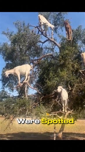 GOATS CLIMBING TREES 🤯#MindBending #StreetMagic #WinterVibes #EpicMoments #DailyDose #shorts