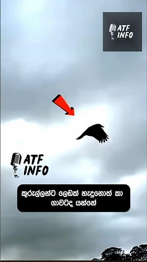 The Intelligence of Birds | Do Crows Use Ants as Medicine? #sinhala #shorts #facts