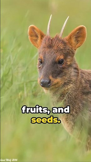 Meet the Smallest Deer: The Southern Pudu | #naturelovers #animals #fact